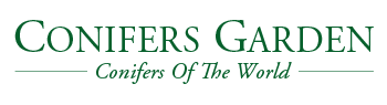 Conifers Garden US - World's conifers | Shipping Worldwide